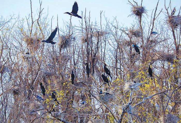 鸟儿栖息在密云水库“鸟岛”。李婕摄