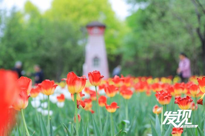 4月的植物园花香萦绕，被色彩妆点，观赏的市民游客络绎不绝。
