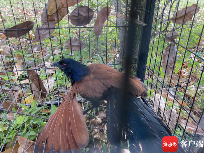 受伤的国家二级保护动物褐翅鸦鹃。警方供图