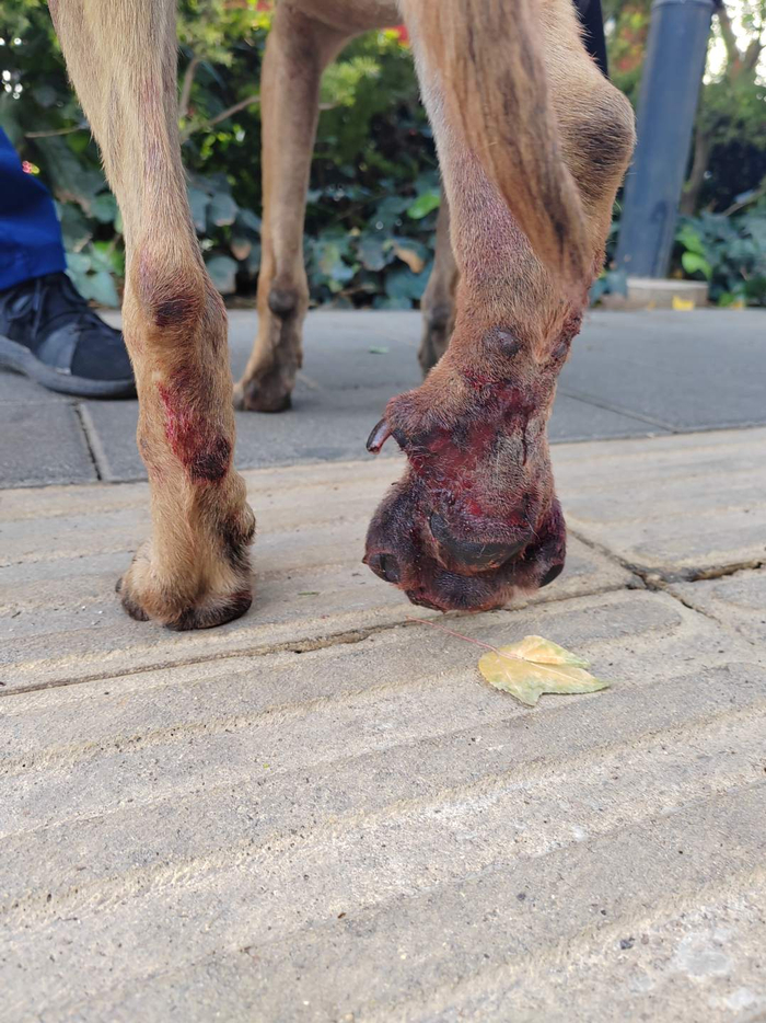 搜救犬"昆兰",有了一条"飞毛腿"