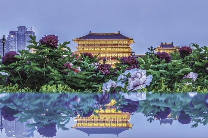 洛阳应天门前牡丹花盛开。段万卿摄