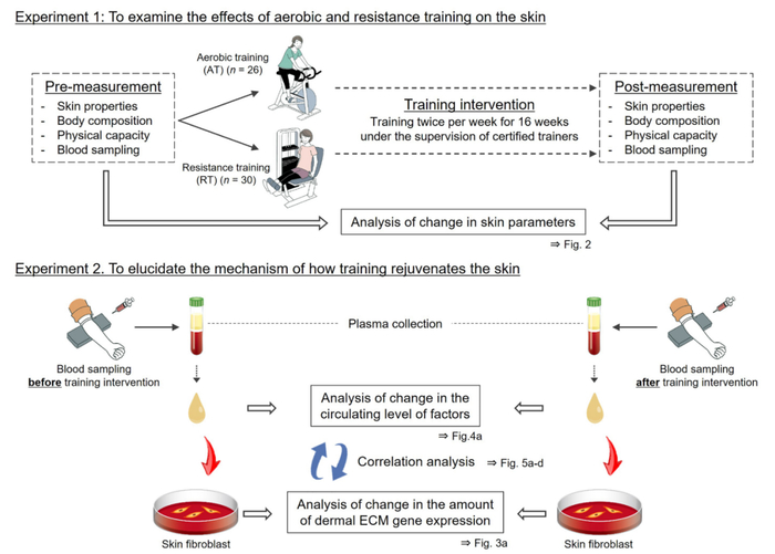 图1：整体实验的培训干预研究示意图