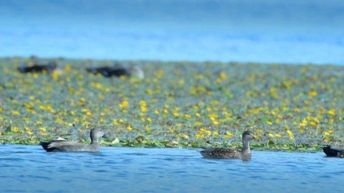 汾河介休段，绿头鸭、赤麻鸭在水中畅游。介休市委宣传部供图