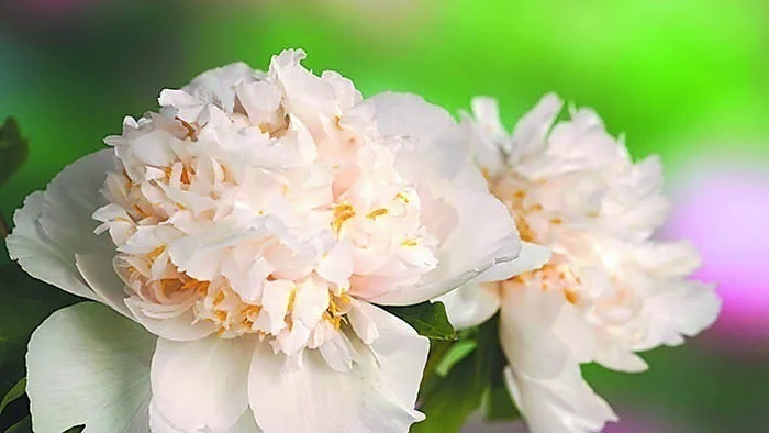 牡丹品种：姚黄