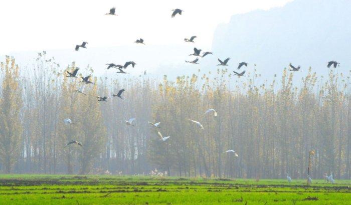 图为山西稷山汾河国家湿地公园白鹭与黑鹳齐飞。栗卢建 摄
