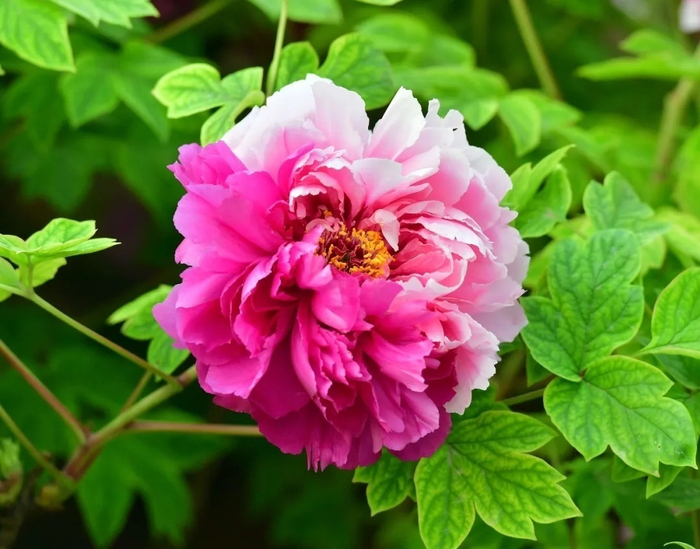 牡丹品种：二乔