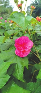 太空育种的木芙蓉。成都市植物园供图