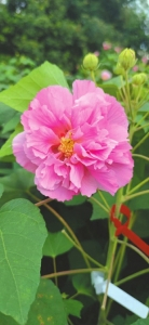 太空育种的木芙蓉。成都市植物园供图