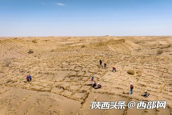 网友:你在"蚂蚁森林"预约的花棒 今天开始种在腾格里沙漠了