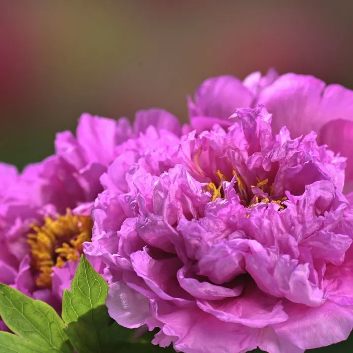 牡丹品种：洛阳红