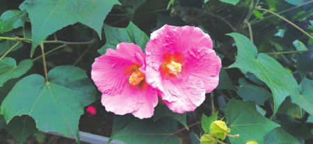 太空育种的木芙蓉。成都市植物园供图