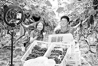　　近日，南京工业大学学生在江苏省海安市墩头镇葡萄园里，直播推销成熟的葡萄，学习灵活就业技巧。周强摄/光明图片