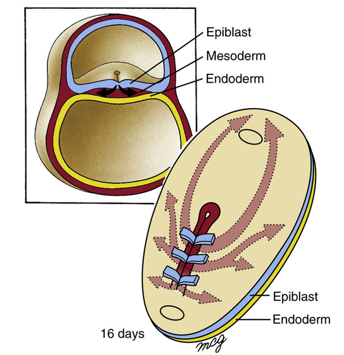 原肠运动形成过程与中胚层的迁移路径示意图（摘自“Larsen's Human Embryology”）