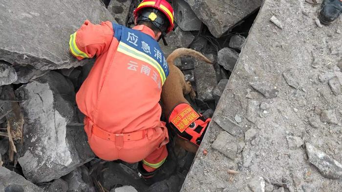 在山体滑坡灾害现场认真工作的搜救犬。 云南省消防救援总队供图