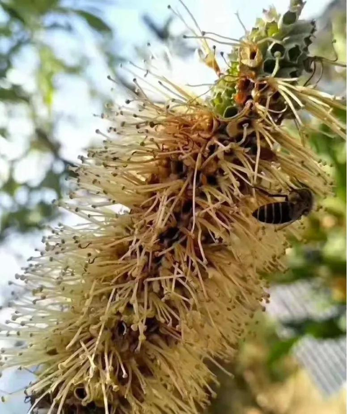 ▲大挂蜂在采米团花，酿出来的蜜就是黑蜜