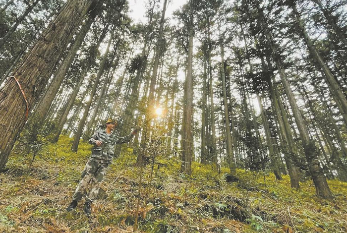 林农和沙县官庄国有林场合作经营“碳中和”共建示范林。 （资料图片）