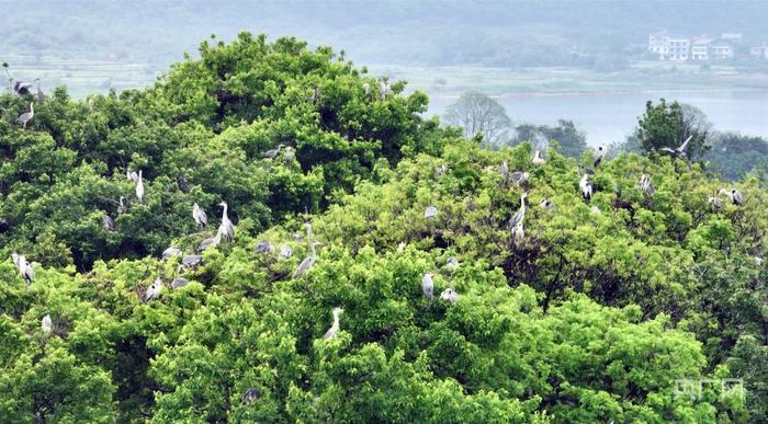 苍鹭聚集在树林（央广网发 张璐 摄）