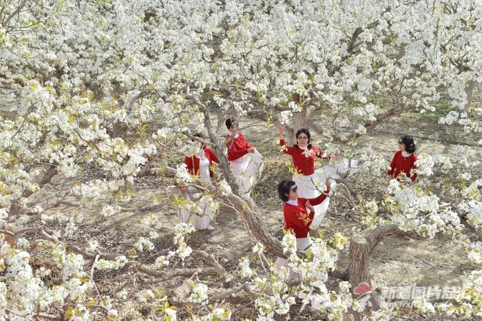 4月13日，游客在香梨园中游玩。石榴云/新疆日报记者王立华摄