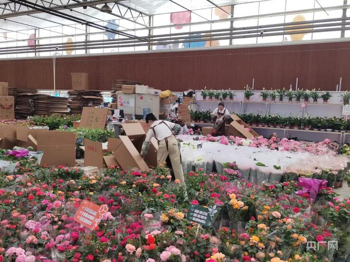 花卉园区的商户们正在忙着整理摆放鲜花（央广网记者 昌思荣 摄）