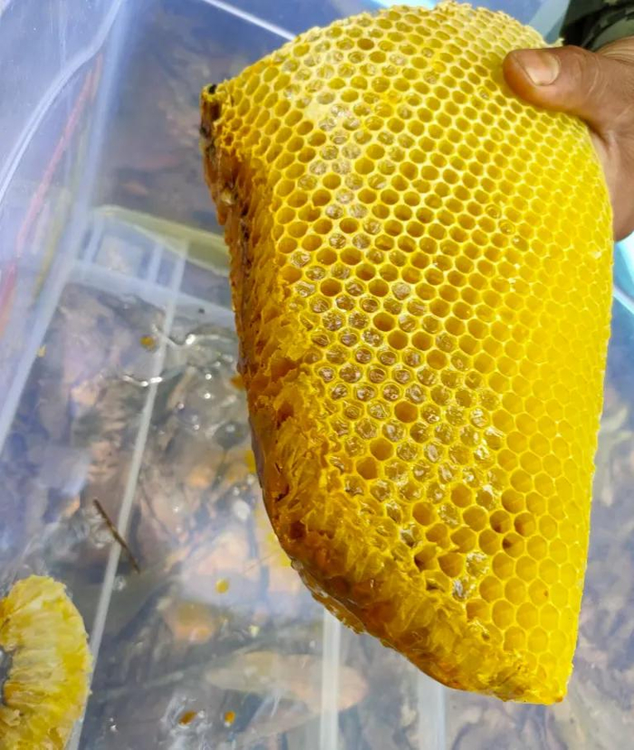▲采下来的岩蜜经过修剪，保留精华