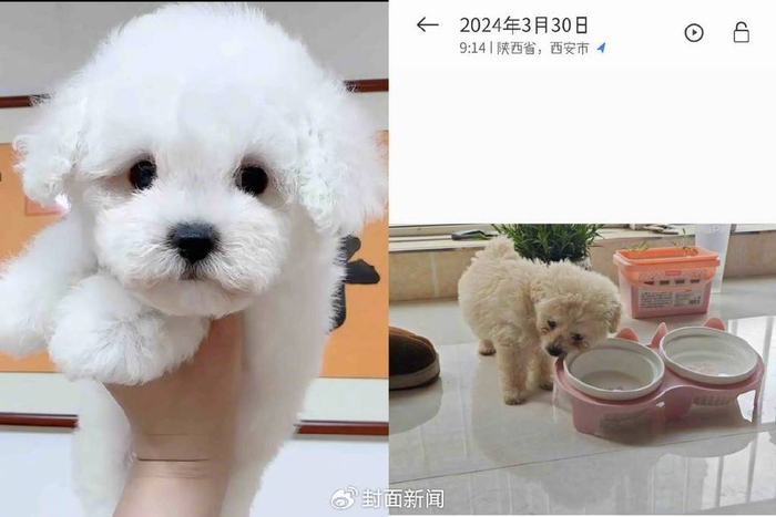 右图为婉婉领养到的比熊