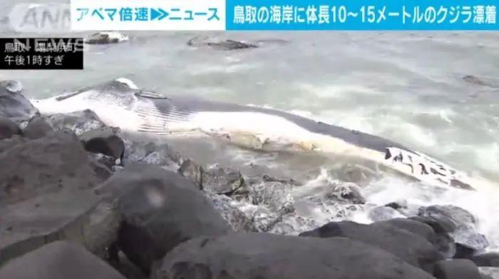 日本海岸，漂浮大型鲸鱼尸体