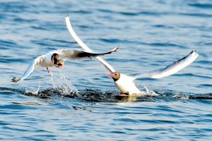 　　觅食。“哈报手机记者” 杜丽娟摄
