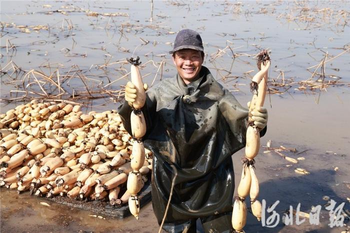 4月2日，藕农在故城县大运河畔的青盛湿地荷园里展示挖出的藕。河北日报通讯员 齐红雨摄