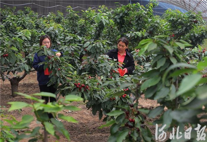 4月9日，游客在卡尔叔叔幸福农场内采摘大樱桃。河北日报见习记者周禹佳摄
