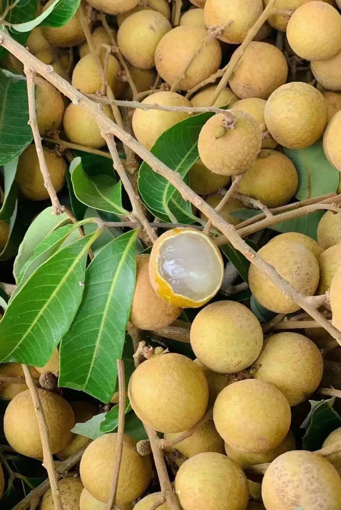红豆社区网友 yoyo 摄