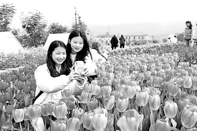     重庆市永川区十里荷香景区的郁金香竞相绽放，吸引游客打卡。陈仕川摄/光明图片