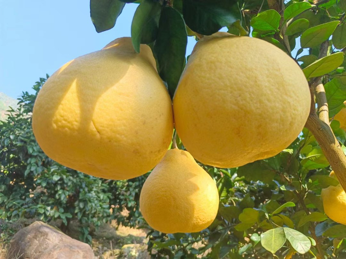 红豆社区网友 不醉不归 摄