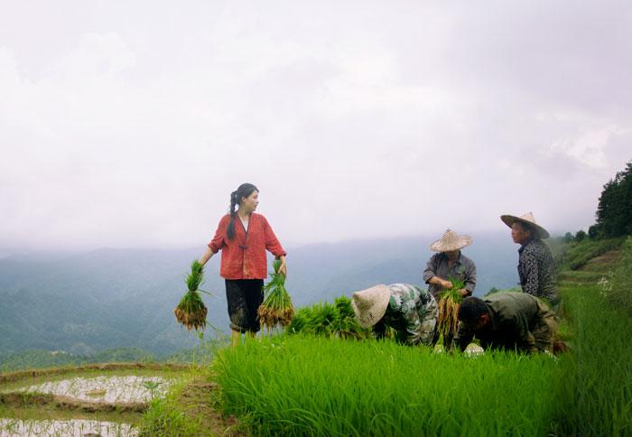 白晓洋在稻田中备秧苗。受访者供图