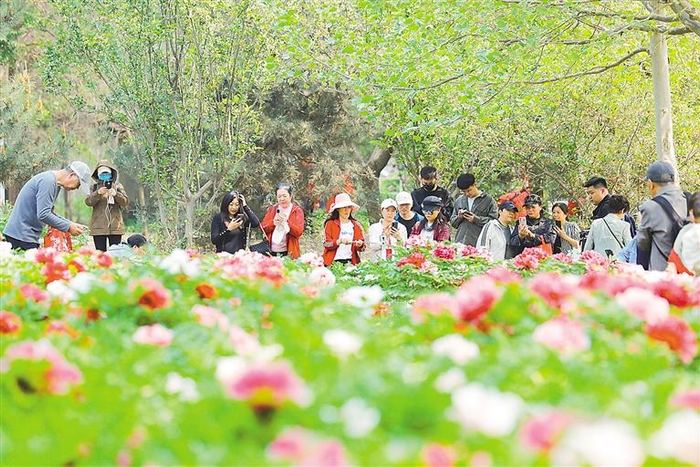 4月22日，廊坊自然公园西区的牡丹花吸引游客前来拍照留念。本报记者 陈童 摄