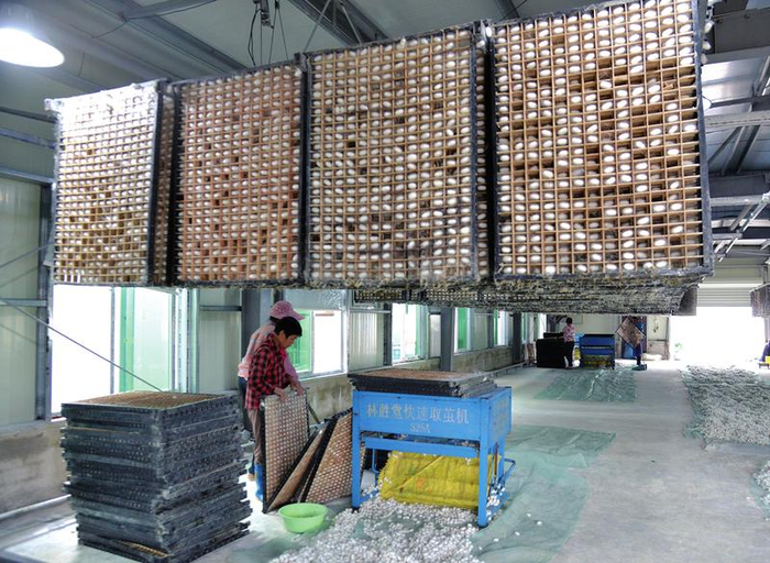     那楼镇三江村桑蚕全产业链示范基地，工人在蚕茧车间取茧 本报记者刘增璇 摄