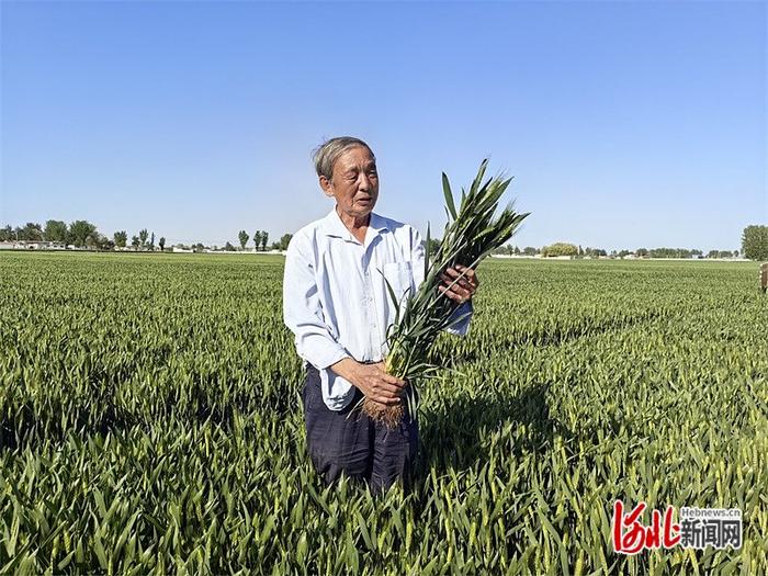 4月23日，在辛集市马兰农场的麦田里，河北省小麦专家指导组组长郭进考正在查看小麦长势。 河北日报记者 郝东伟摄