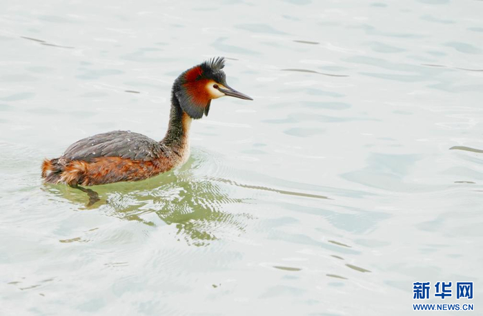 6969游弋在虎头山水库里的凤头䴙䴘(4月24日摄).