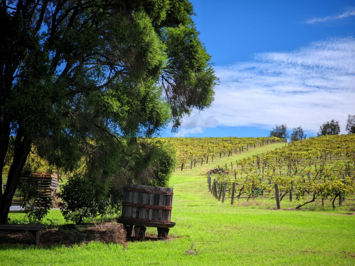 图片说明：白云飘过澳大利亚猎人谷的葡萄园，为葡萄生长遮蔽了刺眼的阳光。（李晓渝摄）