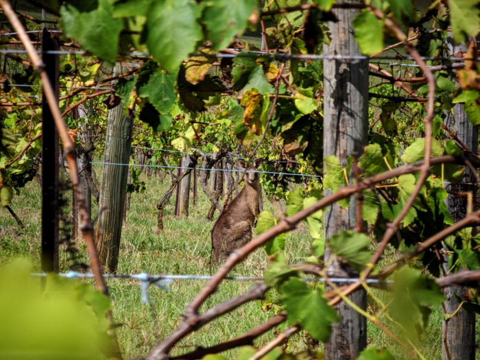 图片说明：澳大利亚猎人谷的一个葡萄园里，一只袋鼠在与人对望。（李晓渝摄）