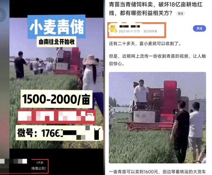 　　左图为自媒体近期发布的1条小麦青储视频，经核查与2022年发布的帖文图片（右图）相同，为旧图新发。