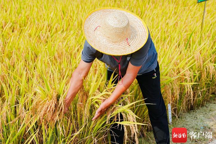 4月25日至26日，2024年海南南繁水稻新品种展示观摩会在三亚水稻国家公园举行。图为专家进行田间鉴评。记者 利声富 摄