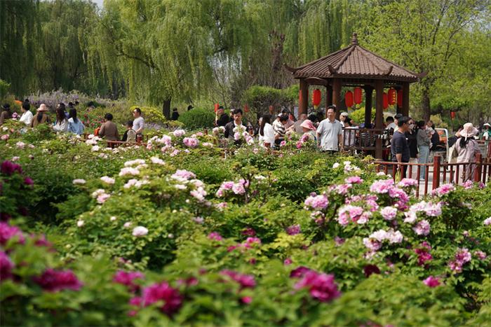 4月21日，游客在柏乡县汉牡丹园内游览。近日，柏乡县绽放的牡丹花吸引了众多游客前来观赏。 新华社记者 牟 宇摄
