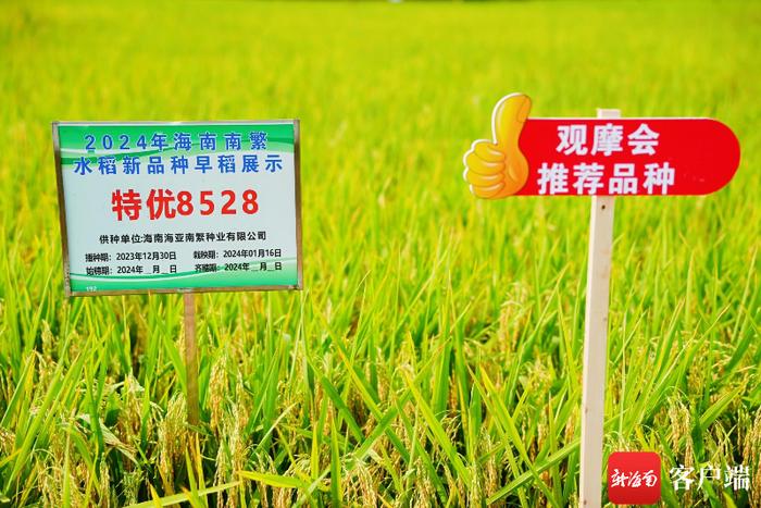 4月25日至26日，2024年海南南繁水稻新品种展示观摩会在三亚水稻国家公园举行。记者 利声富 摄