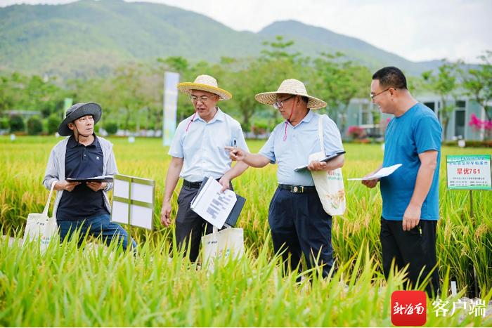 4月25日至26日，2024年海南南繁水稻新品种展示观摩会在三亚水稻国家公园举行。图为专家进行田间鉴评。记者 利声富 摄