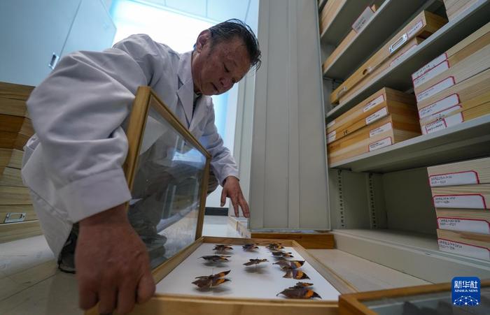 达娃在资料室查看昆虫标本。新华社记者 晋美多吉 摄