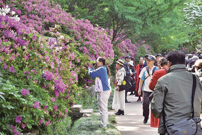     南山招隐景区漫山杜鹃花盛放，引来众多摄影爱好者、古风服饰爱好者打卡。李斌 刘林琳 摄
