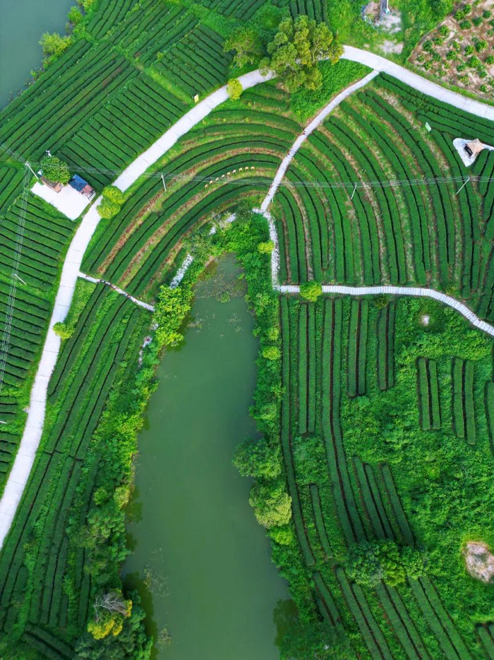 连片茶田，满眼皆绿。杨川 摄