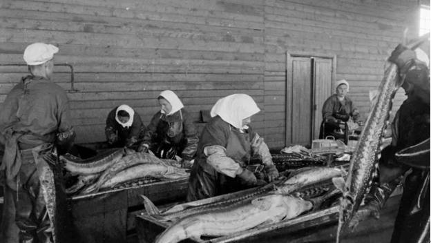 苏联著名的阿斯特拉罕鱼子酱工厂