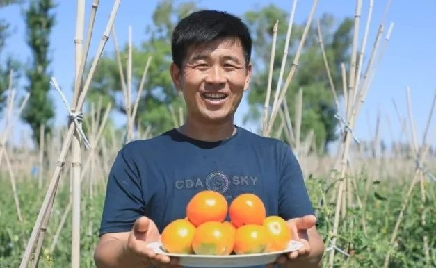 种植大户诚邀四方来客品尝黄柿子。