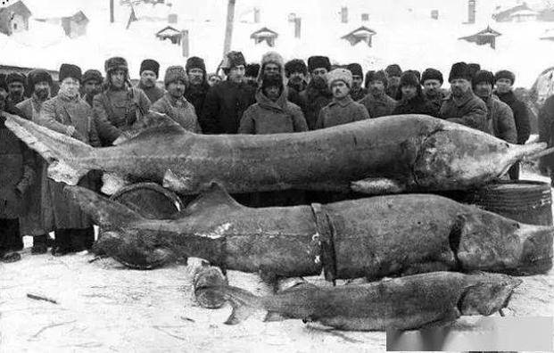 1924年，俄国渔民和他们捕获的巨大鲟鱼